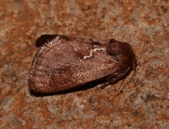 Euclea obliqua