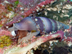 Aesopus clausiliformis