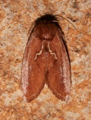 Euclea obliqua