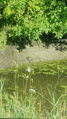 Chrysemys picta marginata