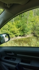 Chrysemys picta marginata