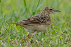 Paddyfield Pipit photo 2