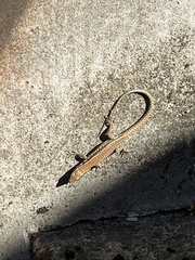 Podarcis muralis