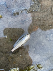 Notropis atherinoides