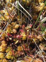 Drosera anglica
