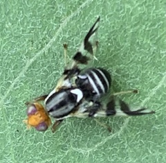 Rhagoletis striatella