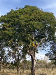Copaifera langsdorffii