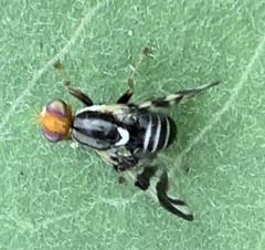 Rhagoletis striatella