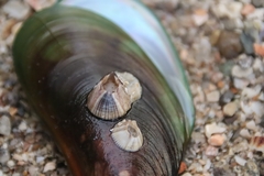 Amphibalanus reticulatus