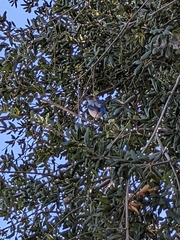 Aphelocoma californica