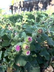 Arctium lappa
