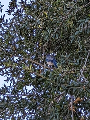 Aphelocoma californica