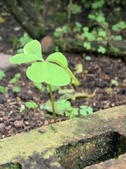 Oxalis
