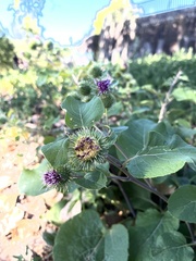 Arctium lappa