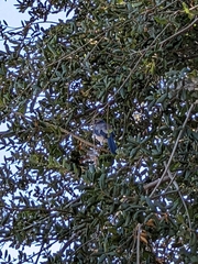 Aphelocoma californica