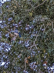 Aphelocoma californica