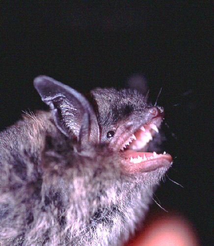 Little Brown Bat (Myotis lucifugus), a species recorded in Illinois