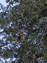 Aphelocoma californica