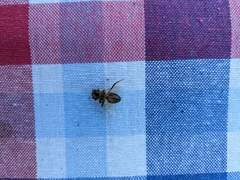 Apis mellifera