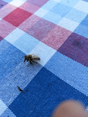 Apis mellifera