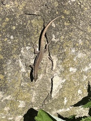 Podarcis muralis