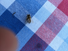 Apis mellifera
