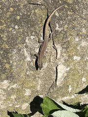 Podarcis muralis