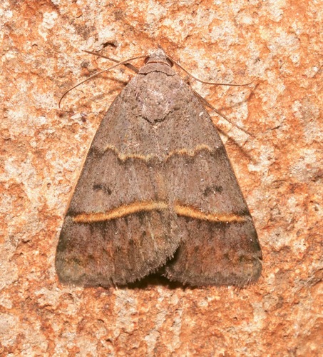 Ptichodis bucetum photo 4