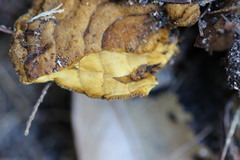 Phylloporia