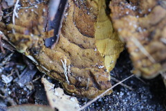 Phylloporia