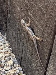 Sceloporus occidentalis