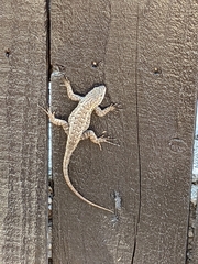 Sceloporus occidentalis