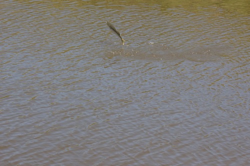 iNaturalist observation photo of Sea Mullet