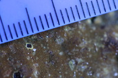 Phylloporia