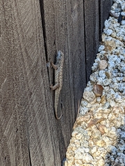 Sceloporus occidentalis