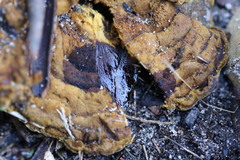 Phylloporia