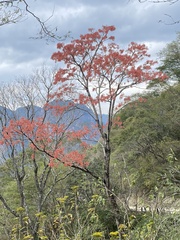 Erythrina falcata