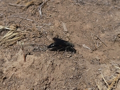 Stizoides renicinctus