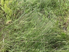 Eleocharis tortilis