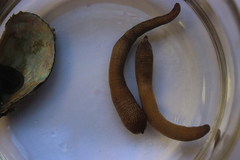 Phascolosoma annulatum