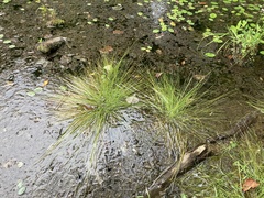 Eleocharis tortilis