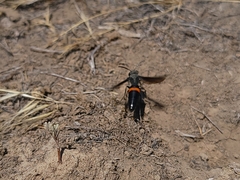 Stizoides renicinctus