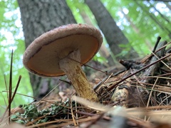 Aureoboletus russellii