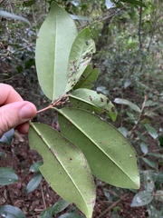 Eugenia brasiliensis