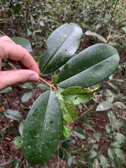 Eugenia brasiliensis