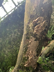 Fungi