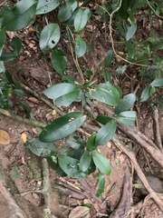 Eugenia brasiliensis
