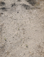 Euphrosyne nevadensis