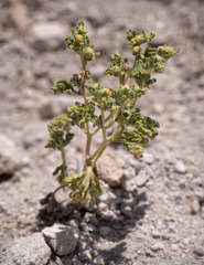 Euphrosyne nevadensis