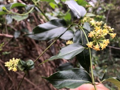 Parsonsia leichhardtii